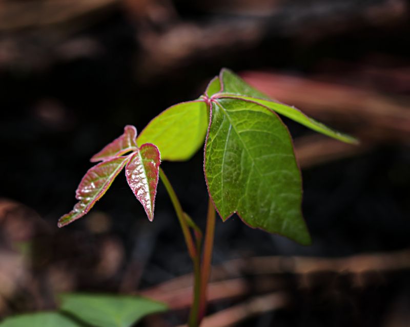 Poison Ivy Removal in Lancaster, PA