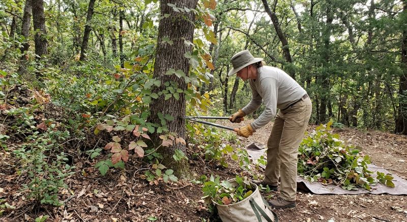 Poison Oak Removal in Lancaster County, PA